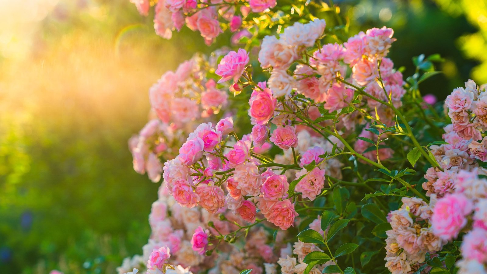 Chiemseherin Rose Bush 7372486 1920