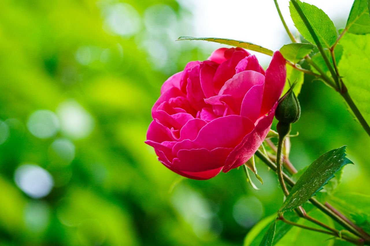 Close-up of a vibrant pink rose in full bloom against a lush green background.