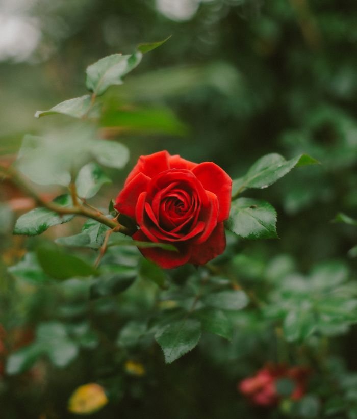 A close-up of a vibrant red rose in Dalat, Vietnam, captured in lush green surroundings.