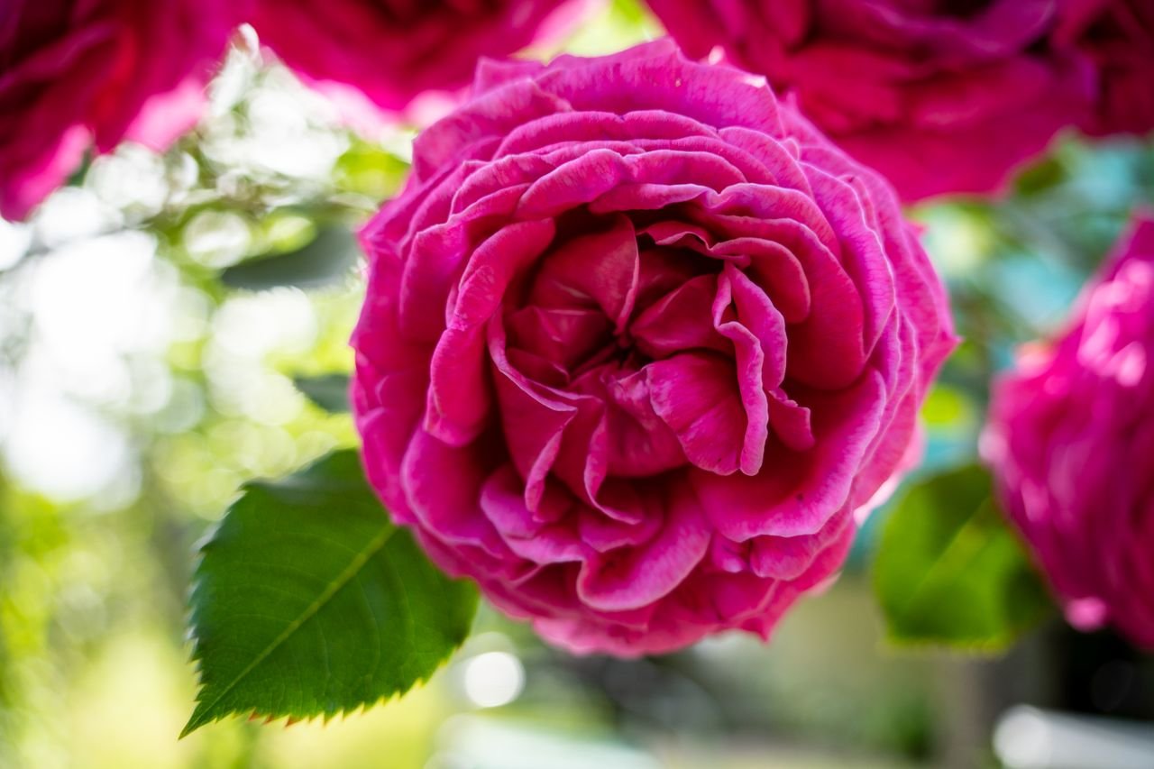Close-up of a vibrant pink rose blooming in a sunlit garden.
