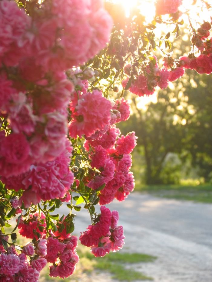 Beautiful pink roses bloom in natural sunlight, creating a vibrant summer scene.
