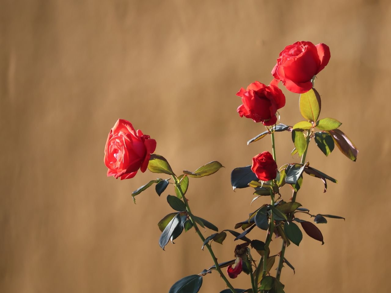 Beautiful red rose blossoms against a warm earthy backdrop, capturing nature's elegance.